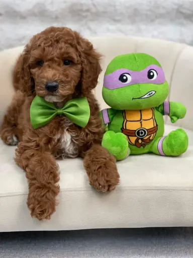 [25232-06] 900263000554026