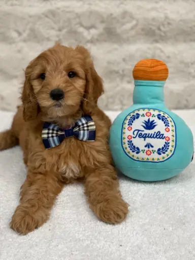 [25232-08] 900263000554028