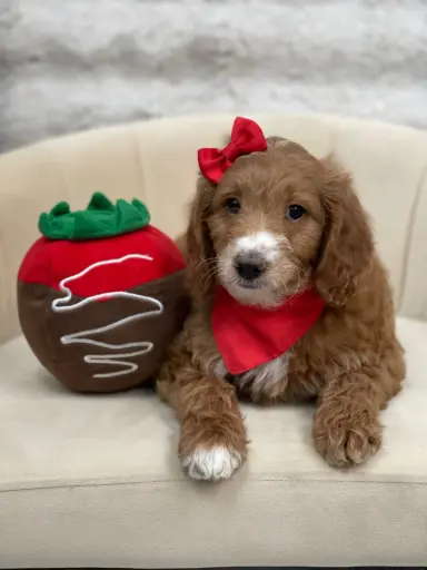 [25232-09] 90026300554029