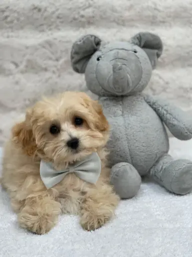 [2568-01] 900255001991265