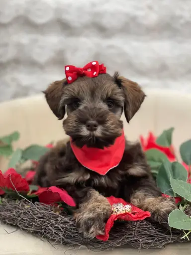 [25367-03] 900215006171033