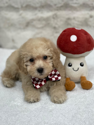 [07] 933000321207929