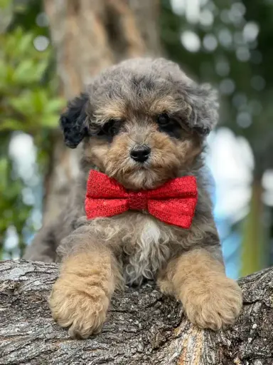 [261-01] 990000014041120