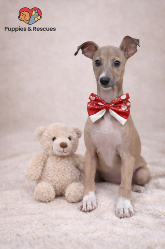 [2613-01] 900219002620026