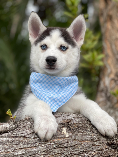 [25246-02] 900263000549642