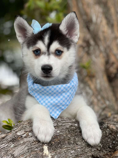 [25246-07] 900263000549649