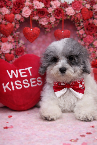 [253172-01] 900255003262641